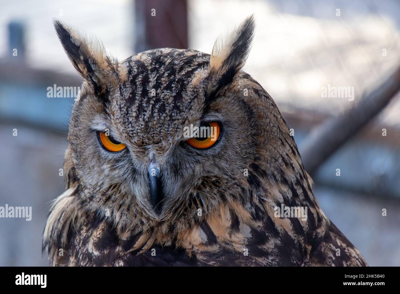 Bel hibou avec les yeux orange portrait. Portarit de la hibou de l'aigle eurasien Banque D'Images