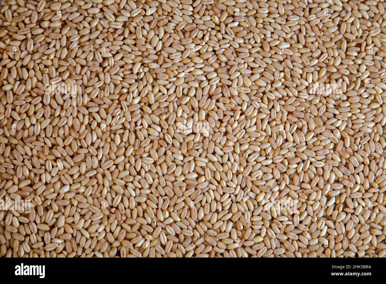 Texture des grains de blé agricole, vue du dessus Banque D'Images