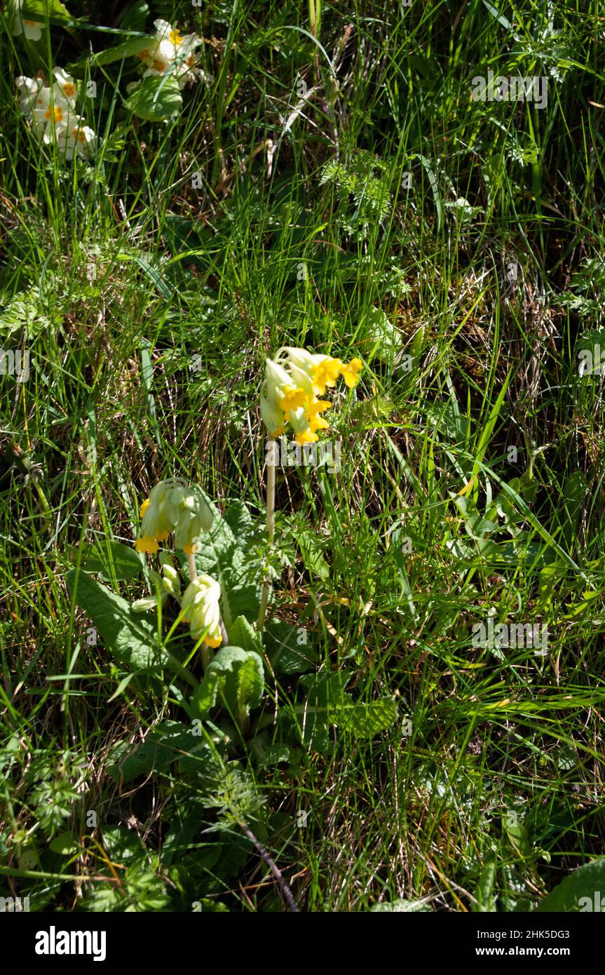 Fleurs de cowslide jaune qui poussent sur une rive herbeuse au printemps. Banque D'Images