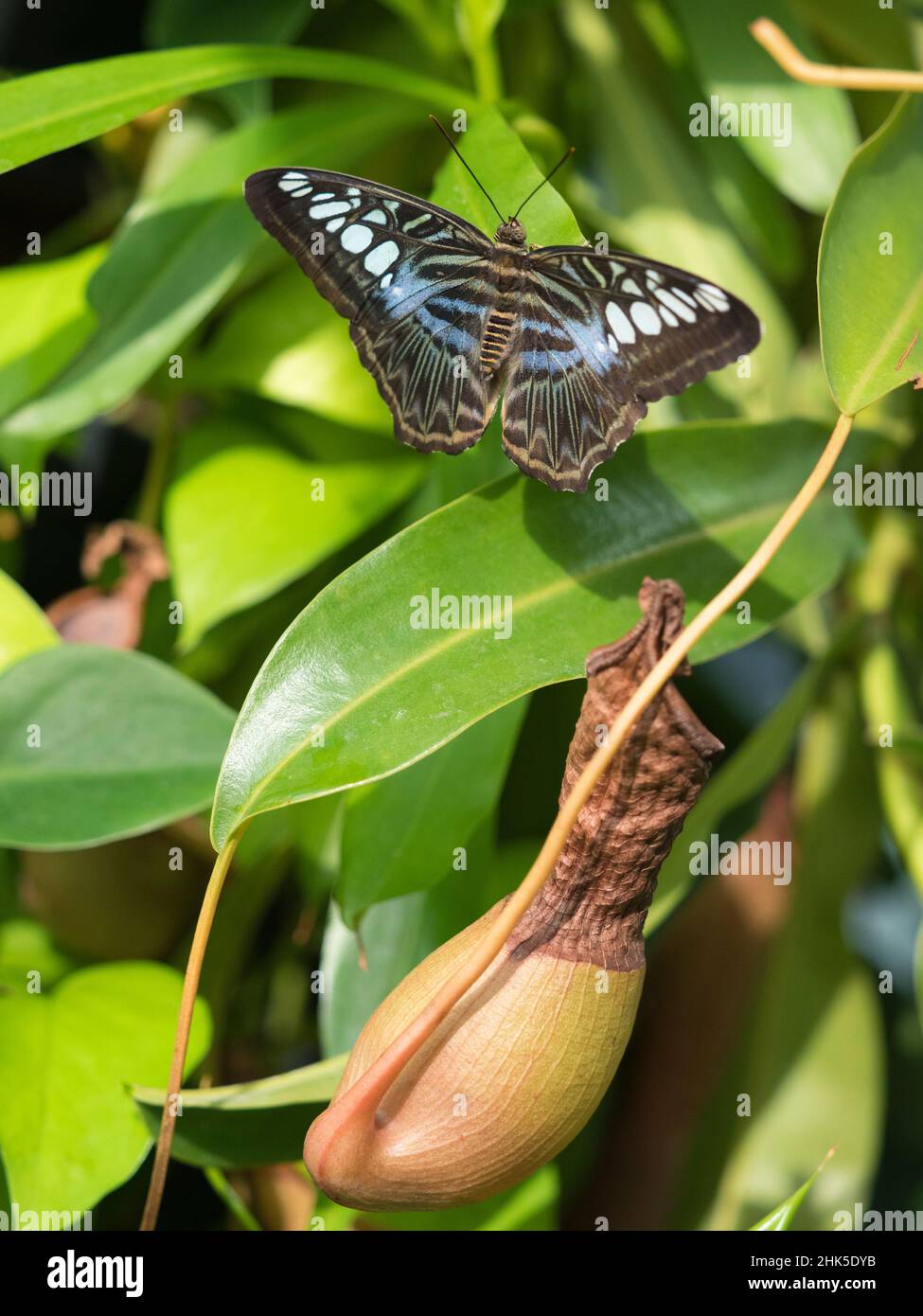 Parthenos Sylvia, connu communément sous le nom de coupe-monde, est une espèce de papillon trouvée dans le sud et le sud-est de l'Asie, principalement dans les zones boisées.J'ai espionné celui-ci Banque D'Images