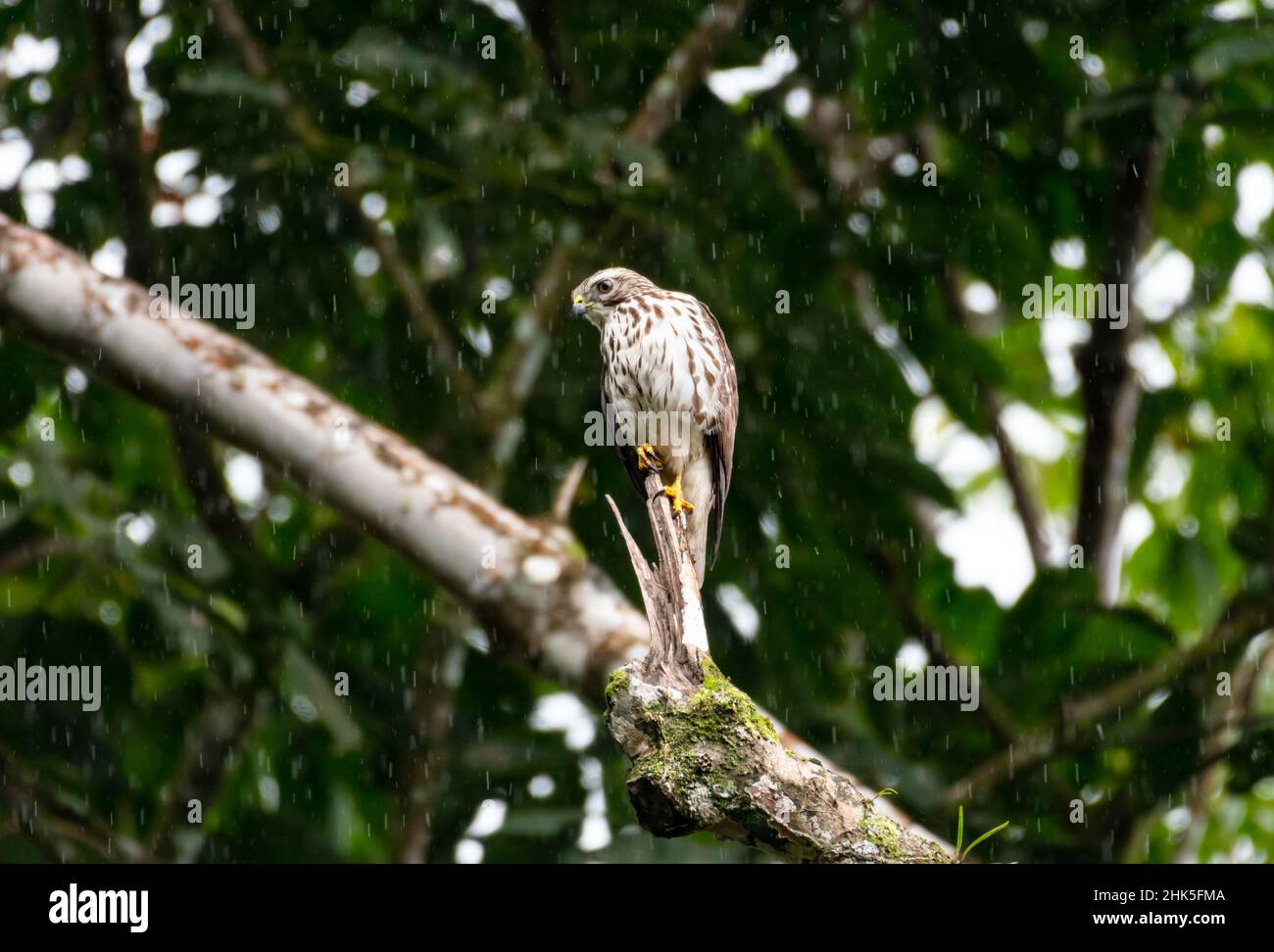 Buse à ailes larges, Buteo platypterus, perçant sur une branche pendant la pluie dans la forêt. Banque D'Images