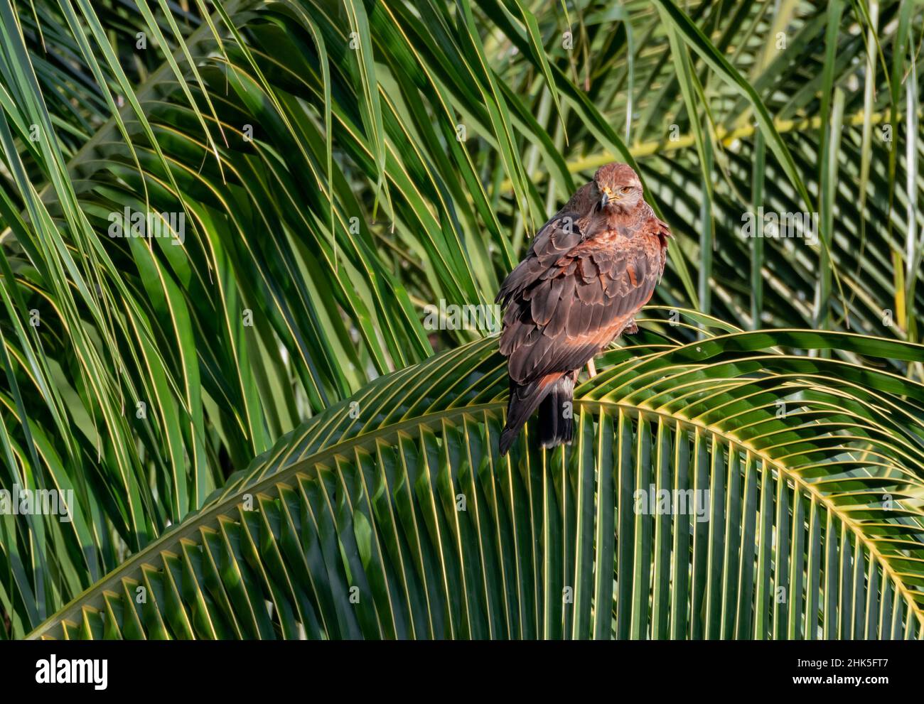 Un grand Faucon savane, Buteogallus meridionalis, prélevant et nettoyant ses plumes tout en se reposant sur un palmier au soleil. Banque D'Images