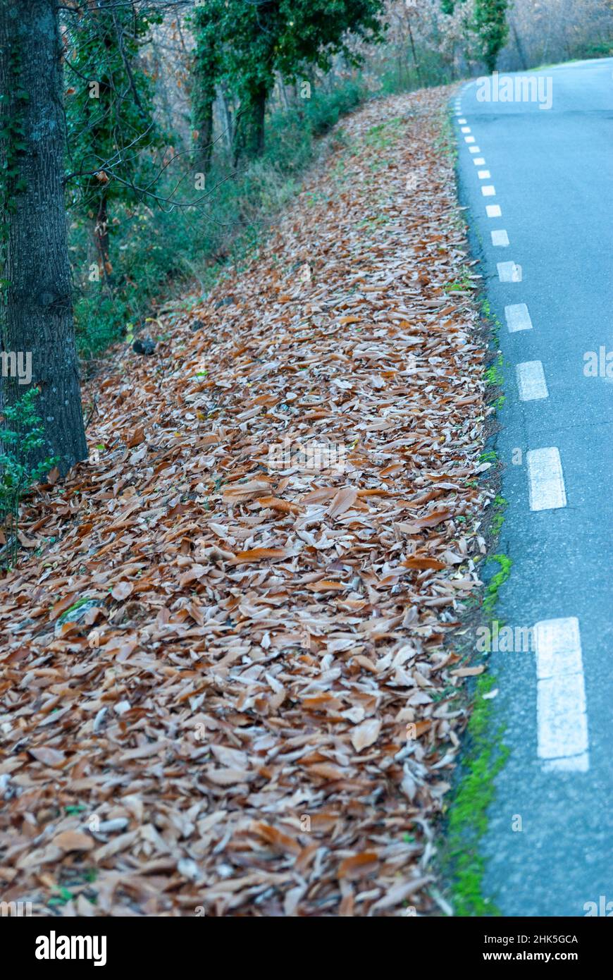 Fossé de la route de montagne plein de feuilles mortes avec une chaussée inégale en automne Banque D'Images