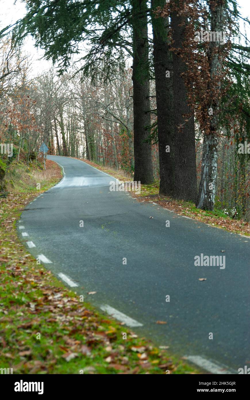 route de montagne à surface irrégulière due aux racines des arbres en automne Banque D'Images