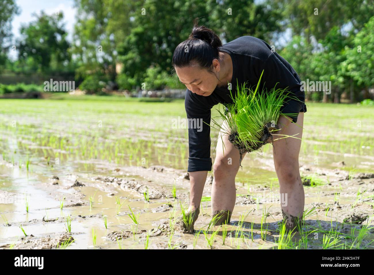L'homme amateur d'Asie teste et tente de transplanter des semis de riz ...