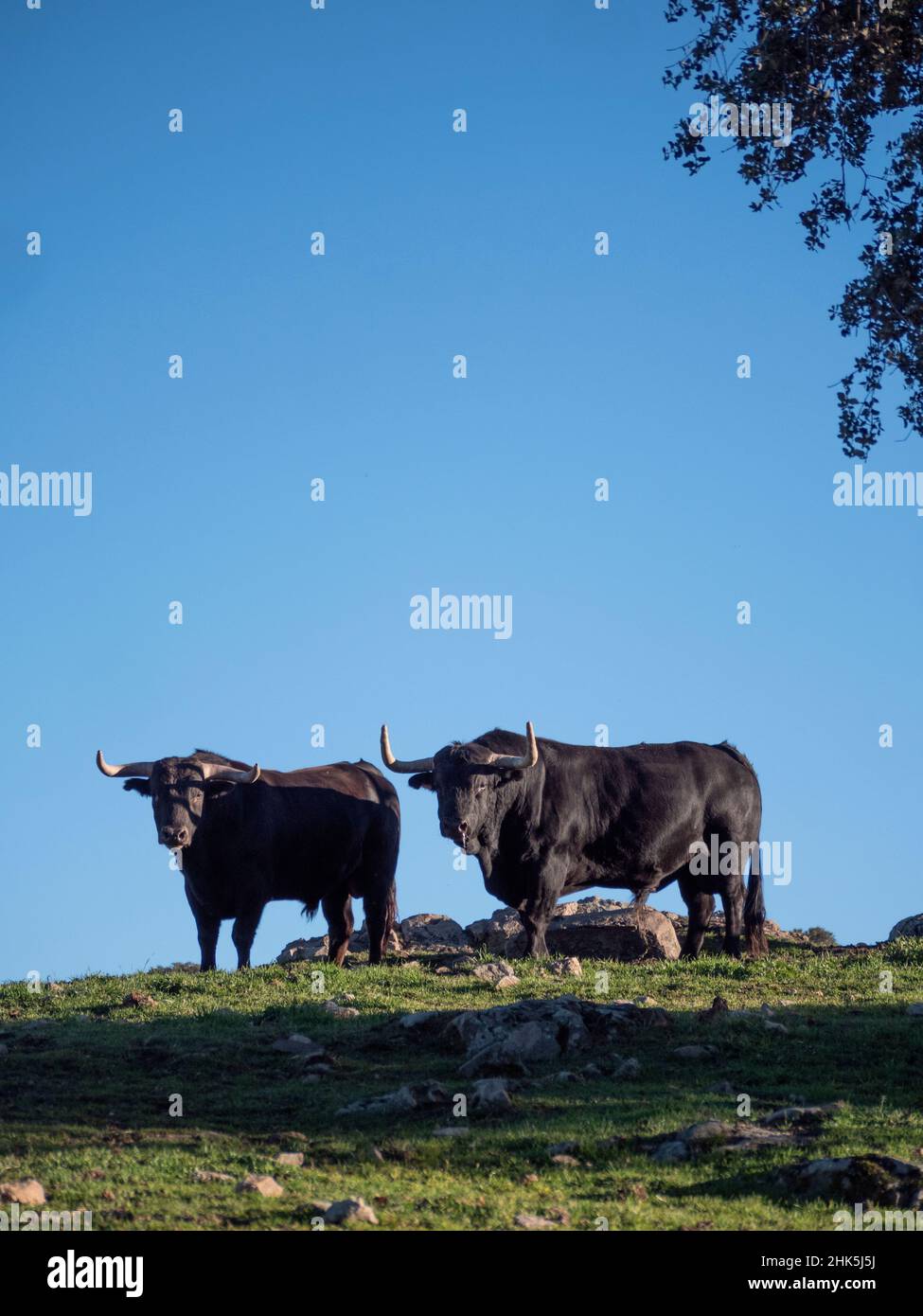 Couple de taureaux noirs espagnols regardant un appareil photo d'un pré. Banque D'Images