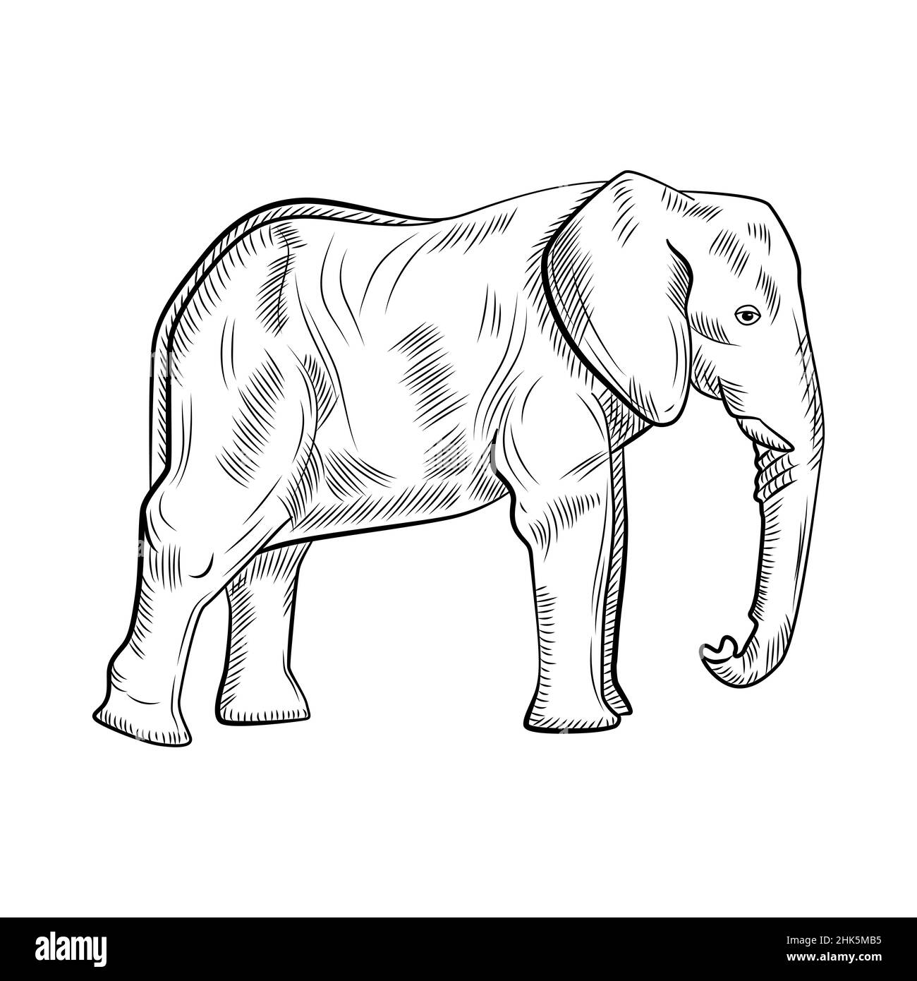 Dessin Elephant Noir Et Blanc Éléphant isolé sur fond blanc.Croquis graphique savane grand animal en  style gravure.Dessin rétro noir et blanc.Illustration vectorielle Image  Vectorielle Stock - Alamy