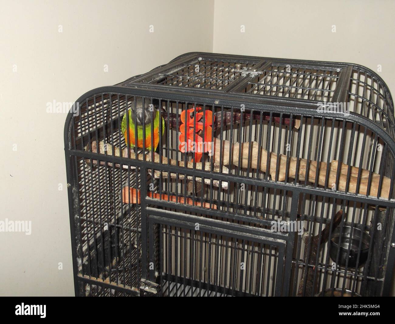 Perroquet du Sénégal Nom latin Poicephalus senegalus en regardant de sa cage Banque D'Images