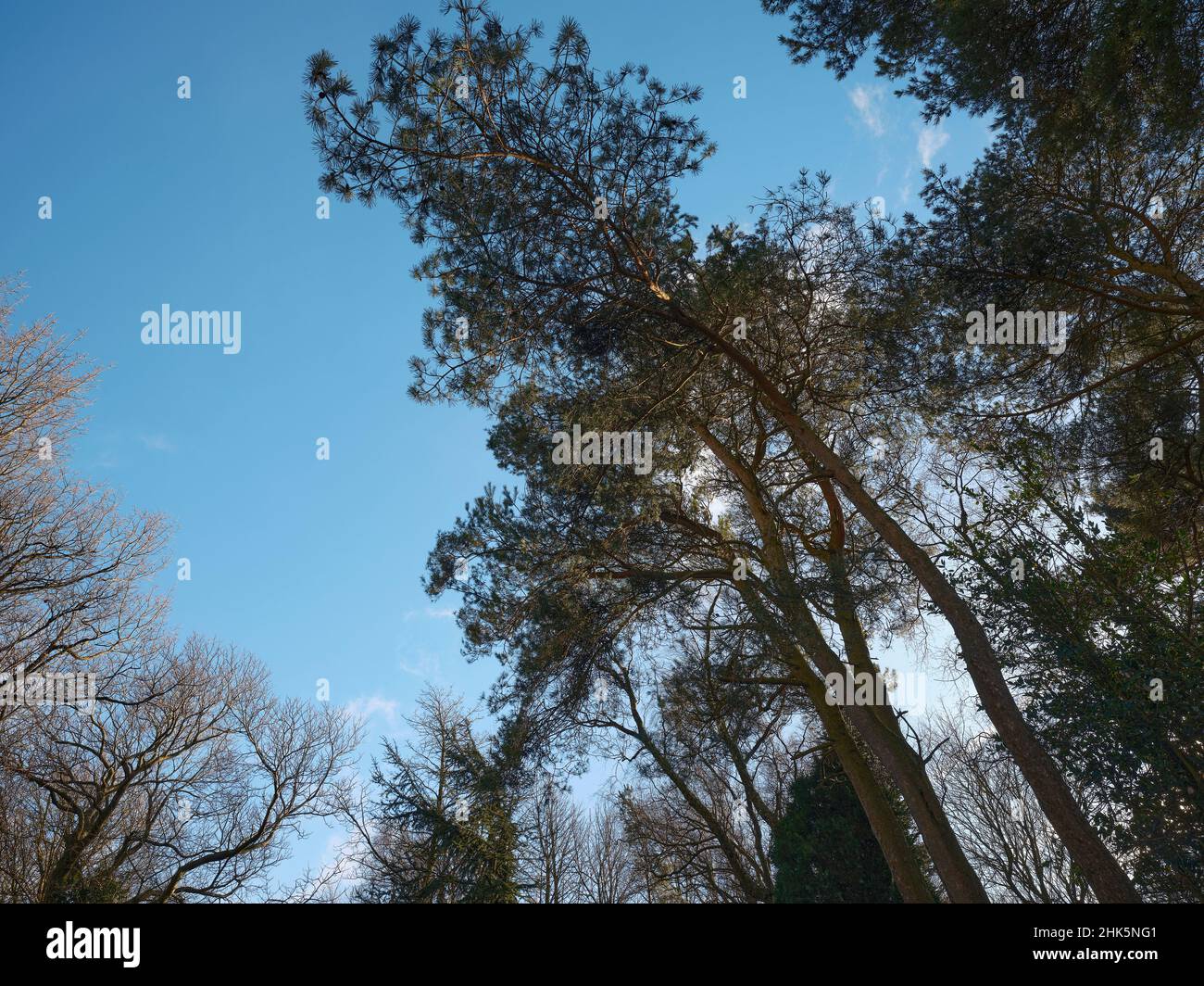 PIN écossais au soleil de janvier contre un ciel froid et bleu Banque D'Images