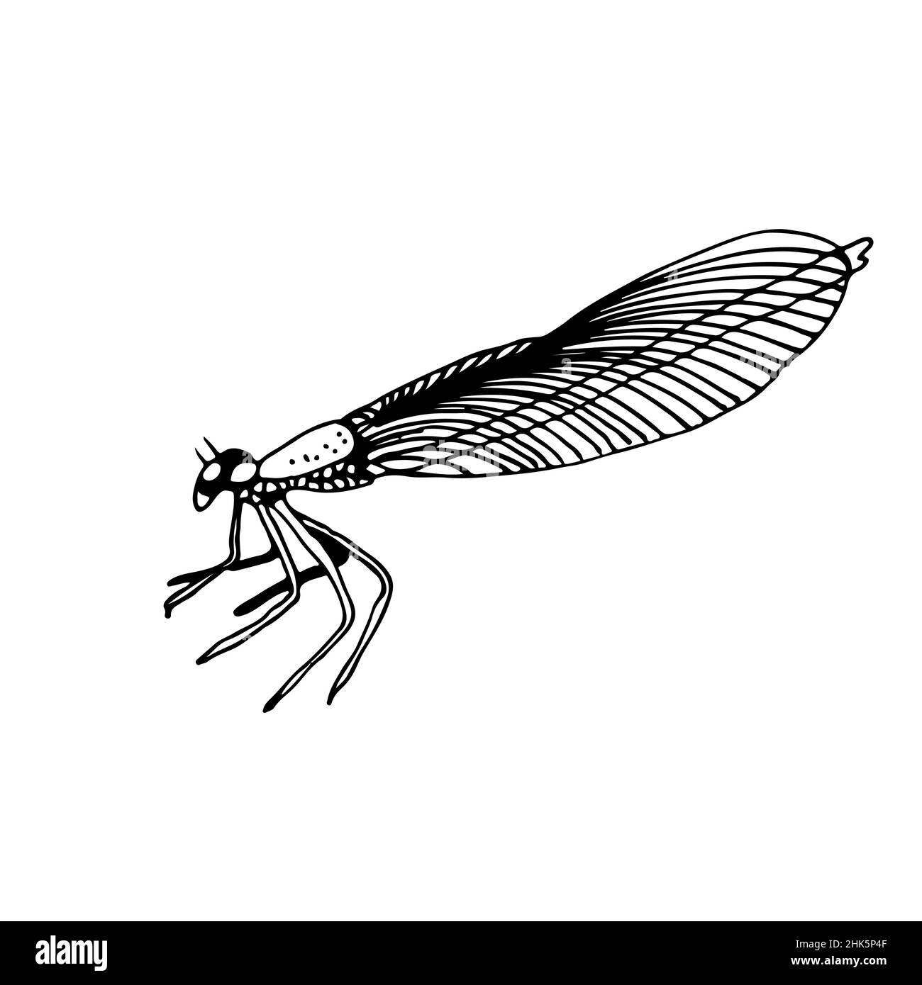 Illustration de vecteur Dragonfly, insecte dessiné à la main isolé sur fond blanc Illustration de Vecteur