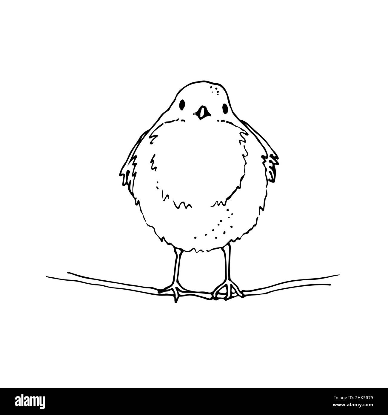 Robin Bird dessin vectoriel à la main, le dessin de Robin européen, isolé sur fond blanc Illustration de Vecteur