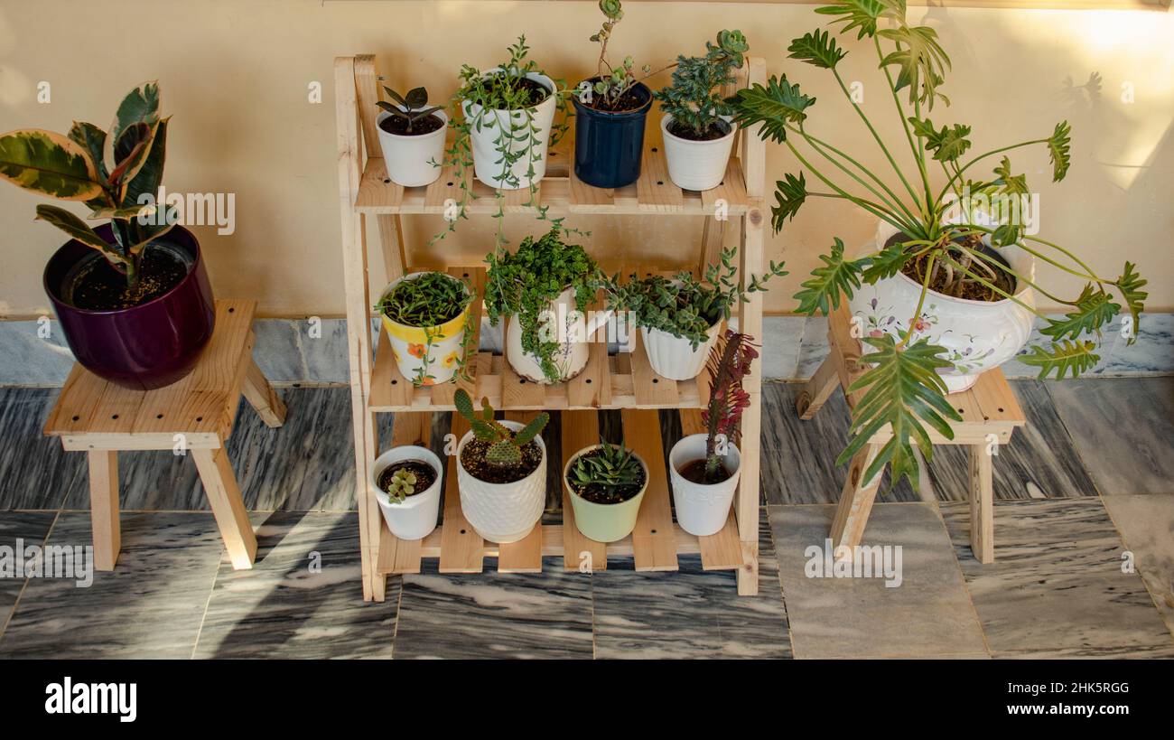 Peuplement en bois de plantes de cactus et de succulents Banque D'Images