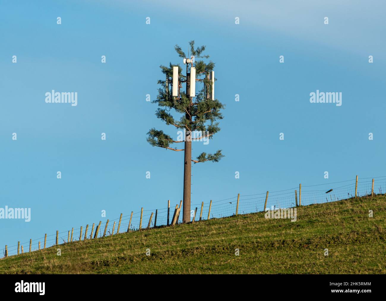 Un mât de communications déguisé en arbre, Morecambe, Lancashire, Royaume-Uni. Banque D'Images
