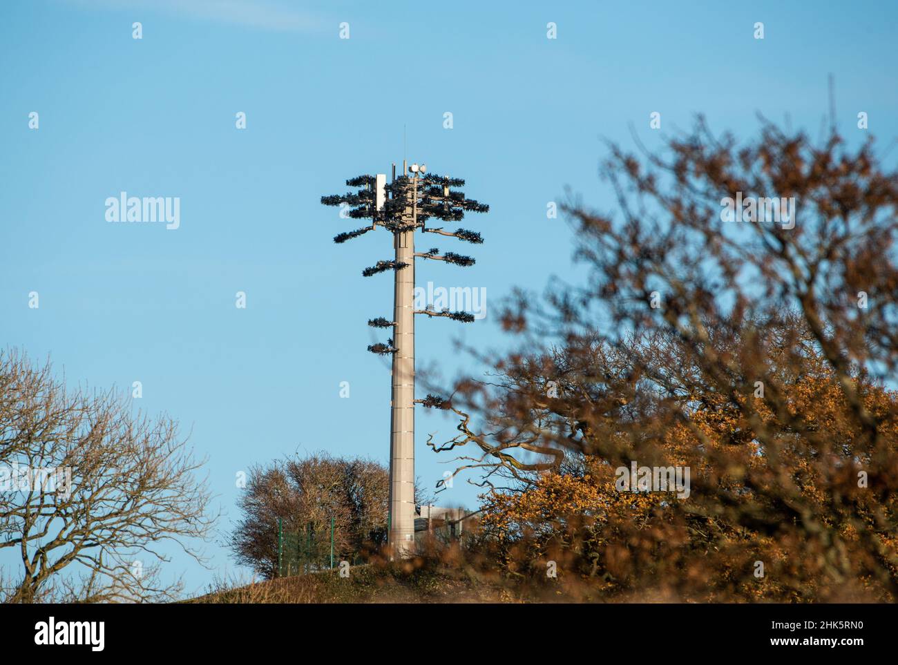 Un mât de communications déguisé en arbre, Morecambe, Lancashire, Royaume-Uni. Banque D'Images