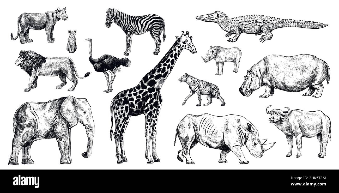 Isoler les animaux africains sur fond blanc.Collection girafe, éléphant, rhinocéros, hippopotame, buffle.Différents types de zèbre mammifère, autruche, lio Illustration de Vecteur