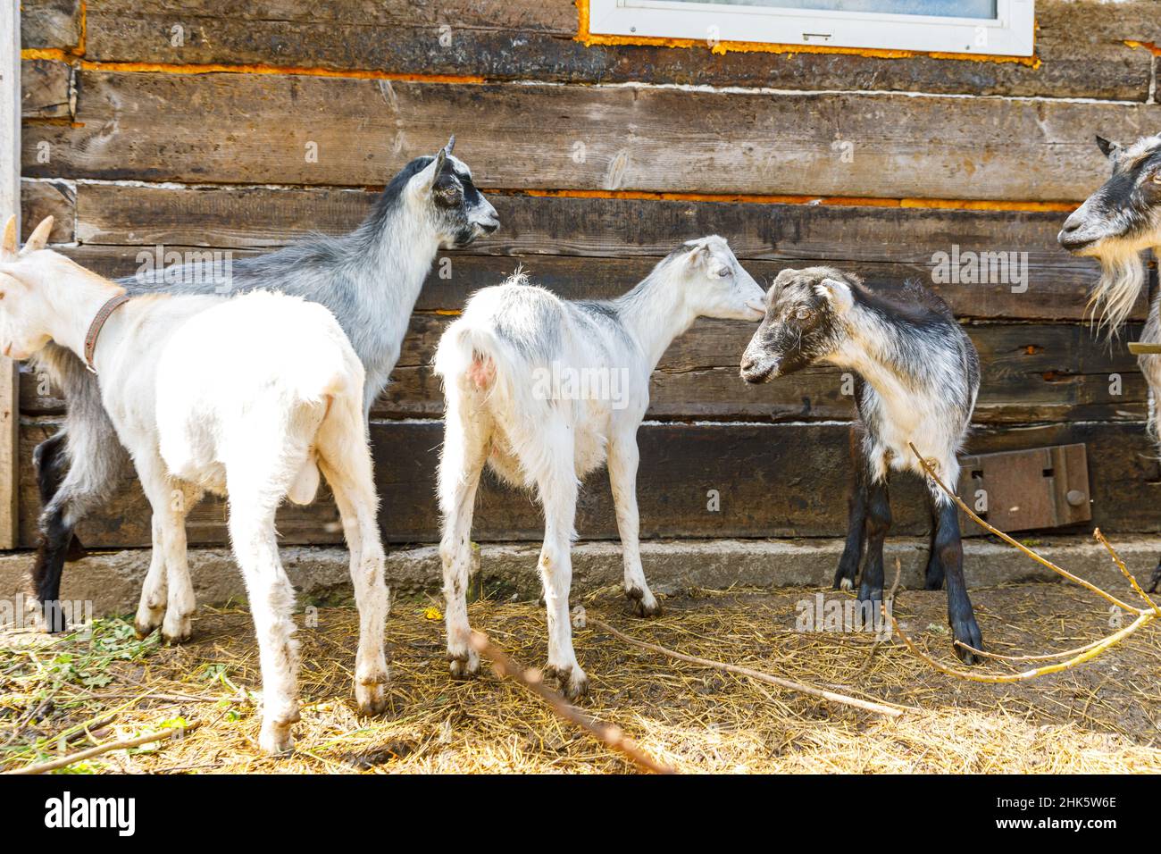 Mignon de gamme libre de goatling sur bio naturel ECO animal ferme librement pâturage dans la cour sur fond de ranch.Broutement de chèvre domestique dans le pâturage.Élevage moderne, agriculture écologique.Droits des animaux Banque D'Images