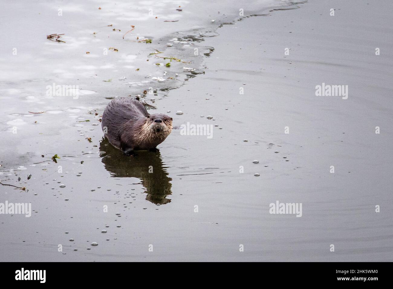 Rivière Otter (Lontra canadensis) près d'une feuille de glace au lac Almanor dans le comté de Plumas, Californie, États-Unis. Banque D'Images