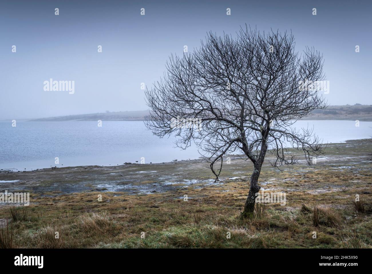 Un arbre isolé qui pousse sur la rive sombre et brumeuse du lac Colliford, sur la Moor Bodmin, dans les Cornouailles. Banque D'Images