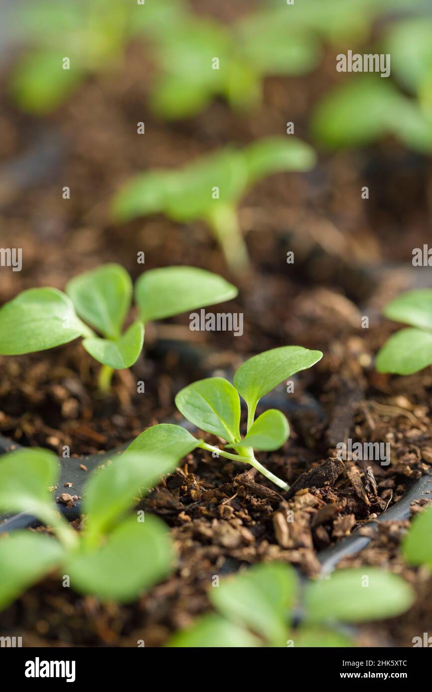 La laitue d’agneau ou la salade de maïs commune (Valerianella locusta) plantées dans du compost dans des plateaux modulaires. Banque D'Images