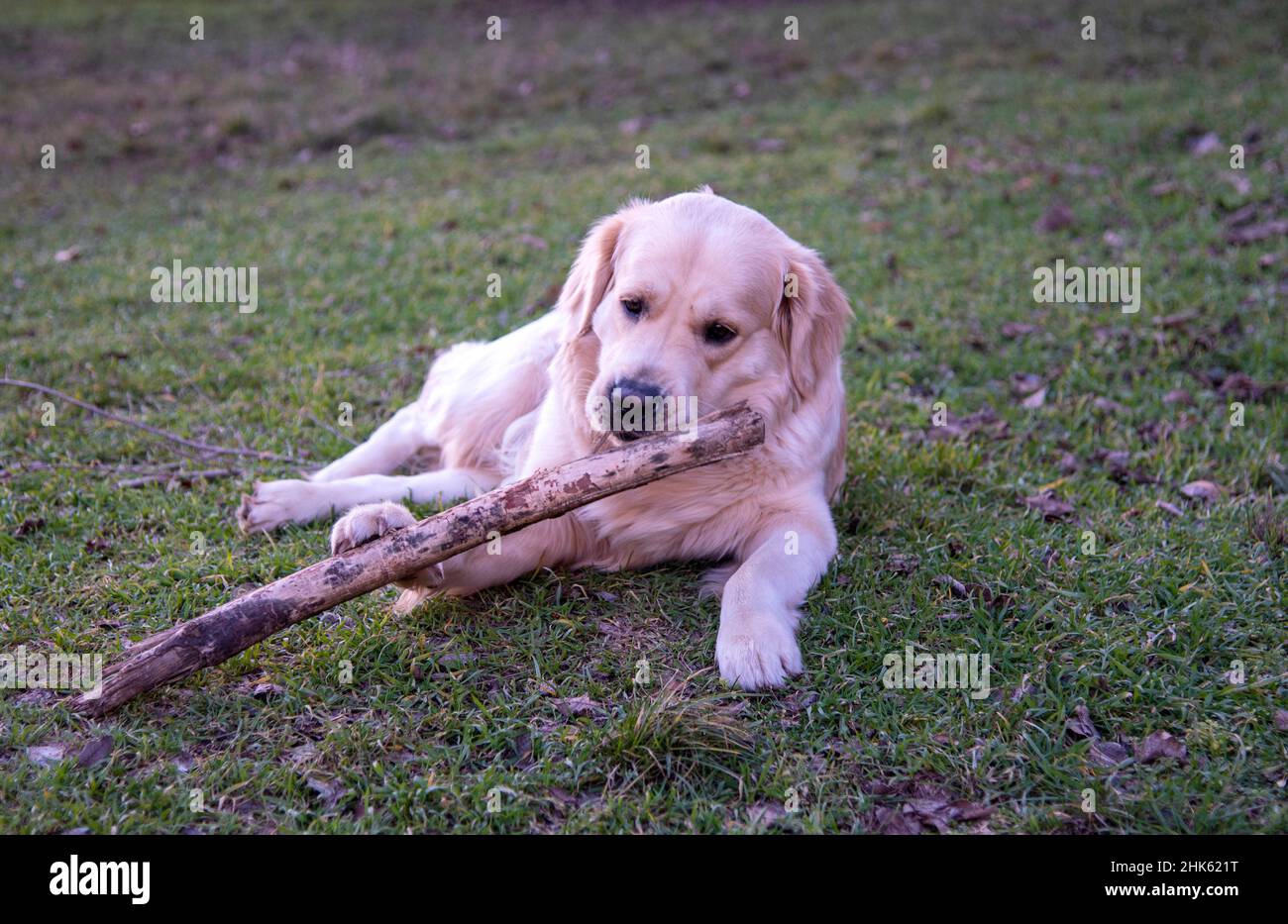 Un chien de la race Golden Retriever se trouve sur l'herbe verte avec un bâton de bois et le ronge, le tenant avec deux pattes avant Banque D'Images
