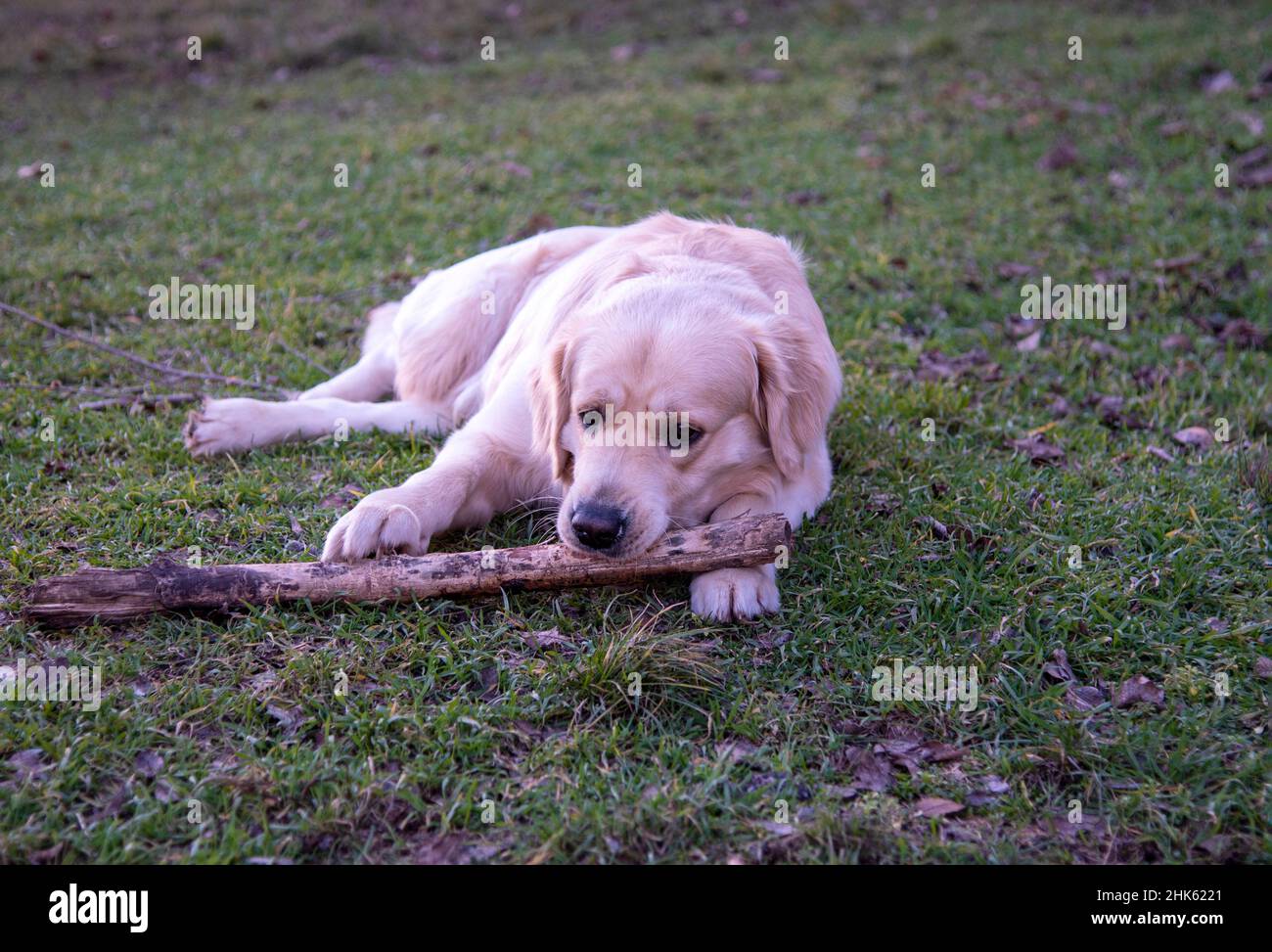Un chien de la race Golden Retriever se trouve sur l'herbe verte avec un bâton de bois et le ronge, le tenant avec deux pattes avant Banque D'Images