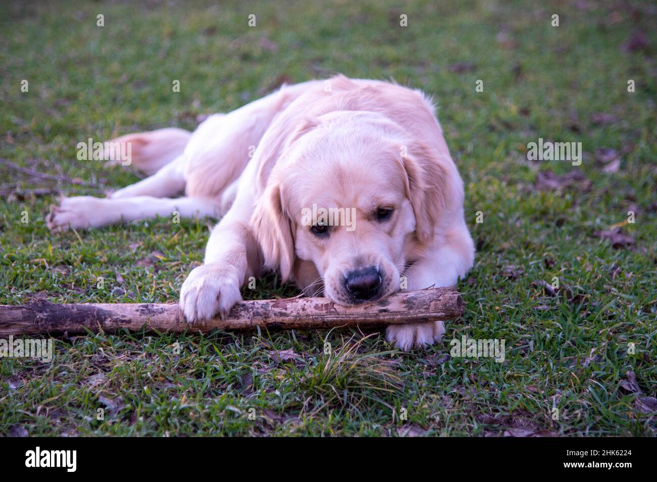 Un chien de la race Golden Retriever se trouve sur l'herbe verte avec un bâton de bois et le ronge, le tenant avec deux pattes avant Banque D'Images