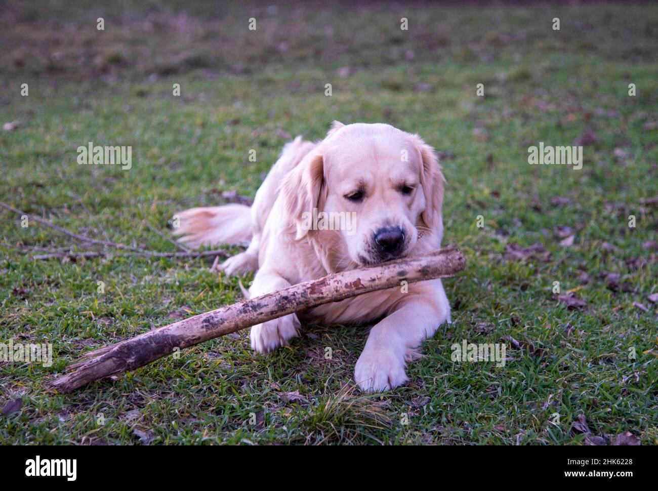 Un chien de la race Golden Retriever se trouve sur l'herbe verte avec un bâton de bois et le ronge Banque D'Images