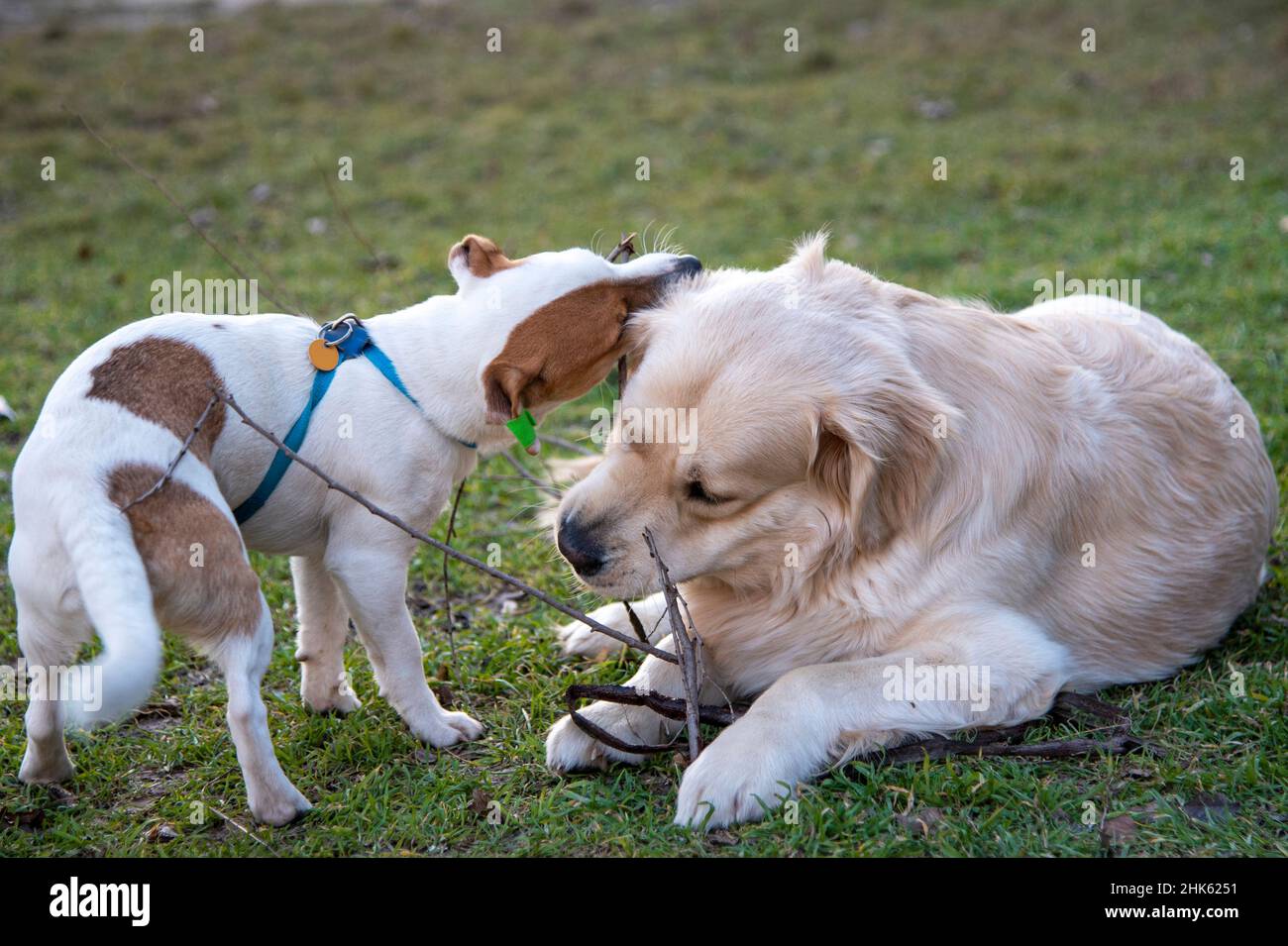 Les chiens Jack Russell Terrier et Golden Retriever jouent avec un bâton de bois sur l'herbe verte.Le rétributeur ment, le Jack Russell est debout, les deux Banque D'Images