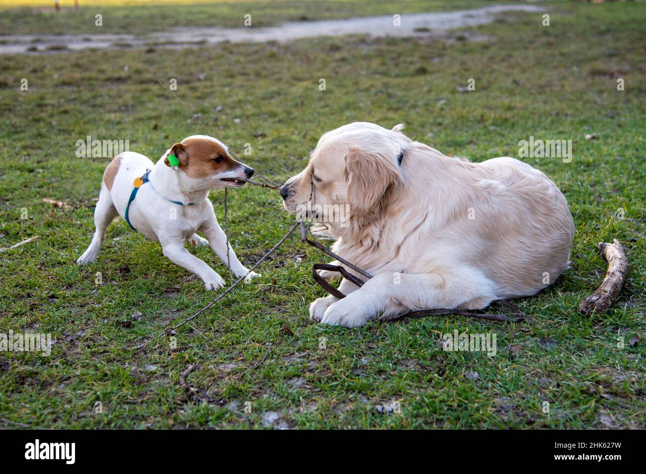 Les chiens Jack Russell Terrier et Golden Retriever jouent avec un bâton de bois sur l'herbe verte.Le retriever est, le Jack Russell se tient et tire le Banque D'Images