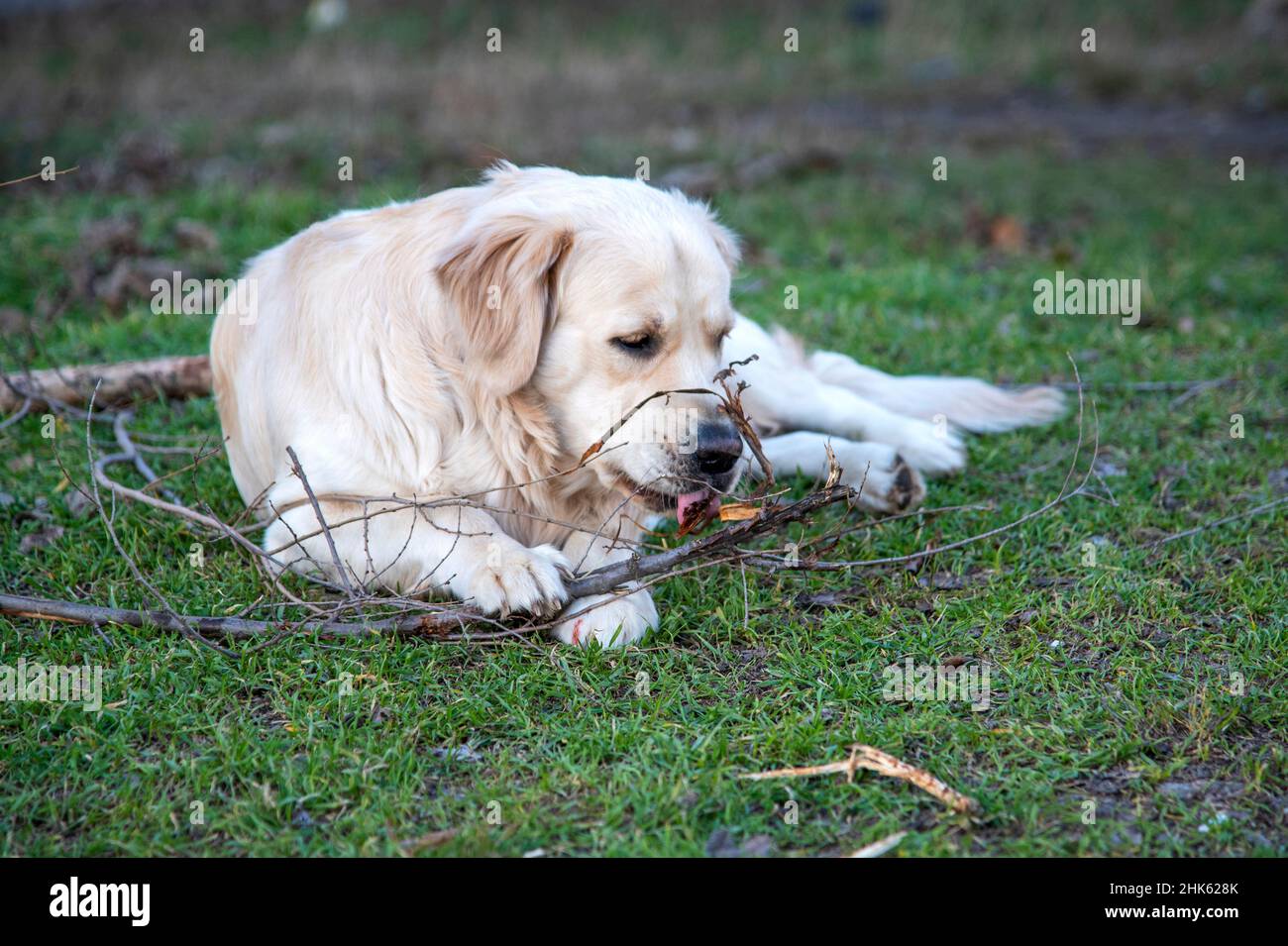 Un chien de la race Golden Retriever se trouve sur l'herbe verte avec un bâton de bois et le ronge, le tenant avec deux pattes avant Banque D'Images