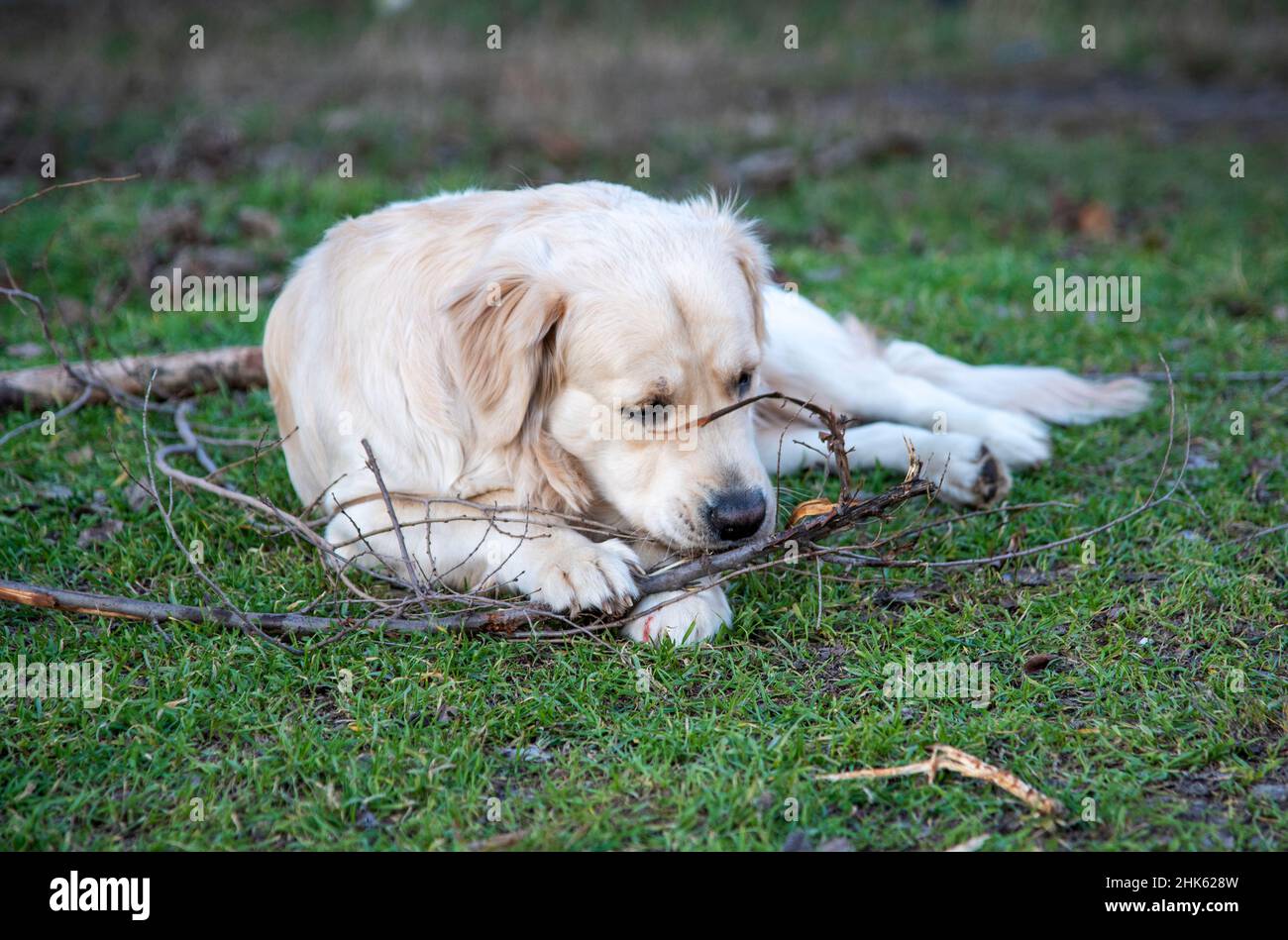 Un chien de la race Golden Retriever se trouve sur l'herbe verte avec un bâton de bois et le ronge, le tenant avec deux pattes avant Banque D'Images