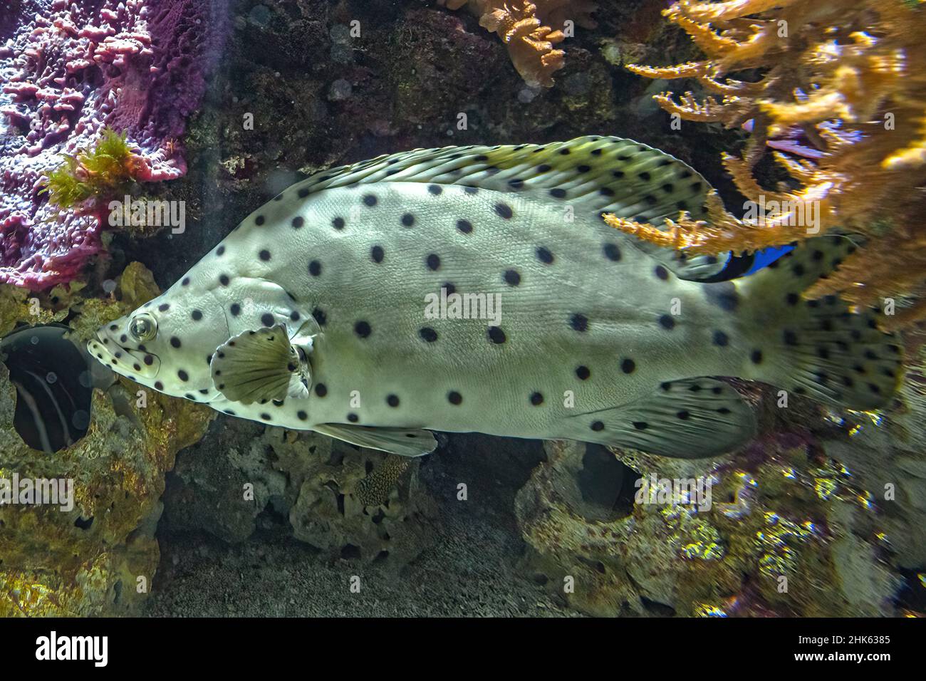 Gros plan sur le mérou ou le mérou-panthère dans le récif corallien.Espèces de Cromileptes altivelis vivant dans l'océan Pacifique occidental. Banque D'Images