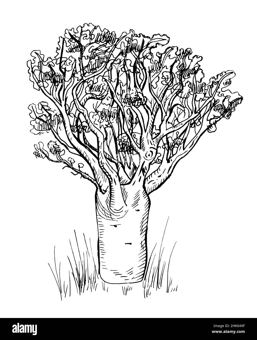 Baobab isolé sur fond blanc.Arbre africain à silhouette rétro.Savane vintage en gravure.Illustration vectorielle de conception. Illustration de Vecteur