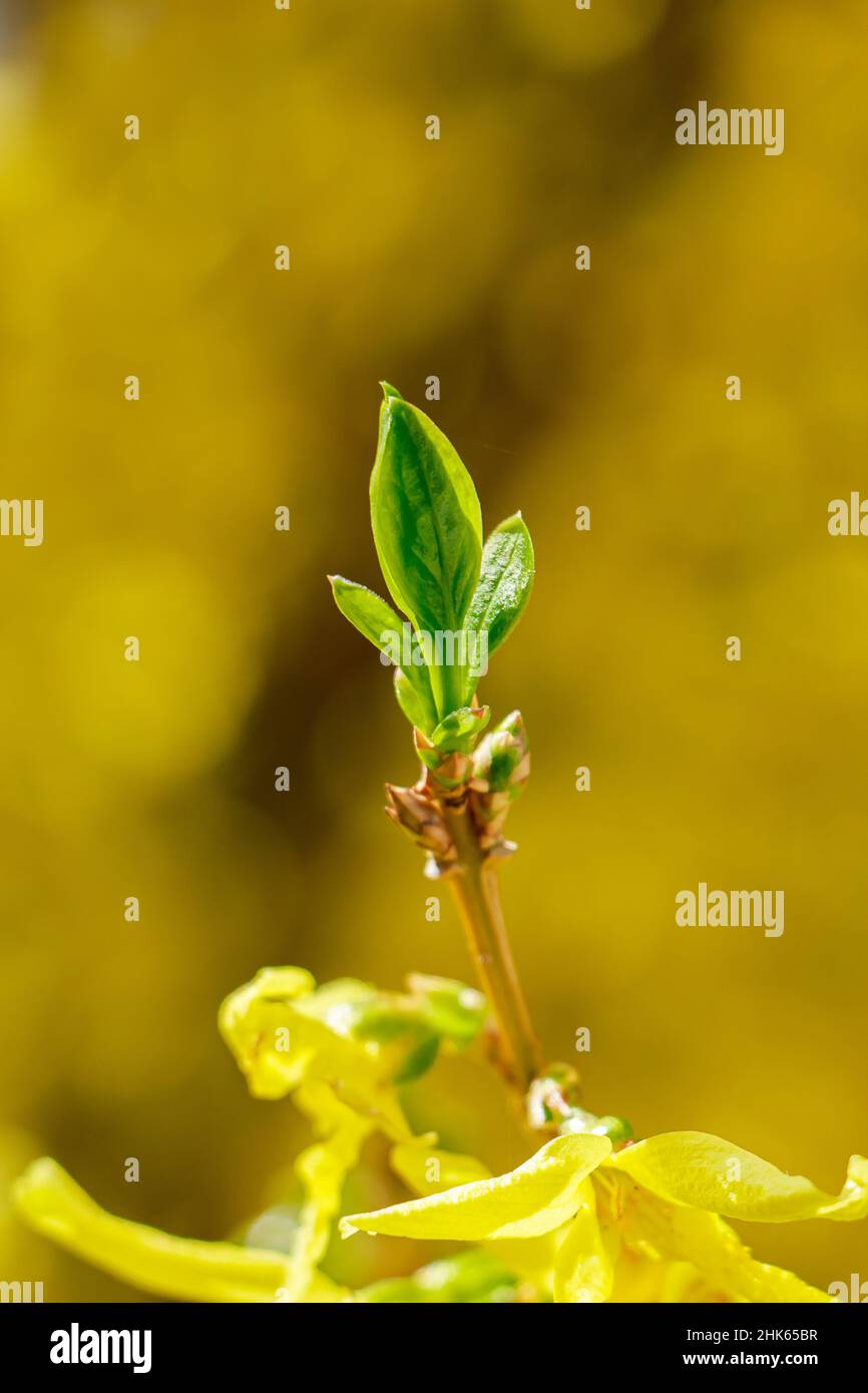 Premier feuillage vert gros plan sur les arbres au début du printemps.Arrière-plan naturel. Banque D'Images