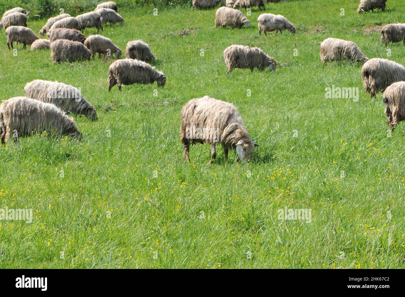 Moutons sur la montagne, pays Basque (Credit image: © Julen Pascual Gonzalez) Banque D'Images
