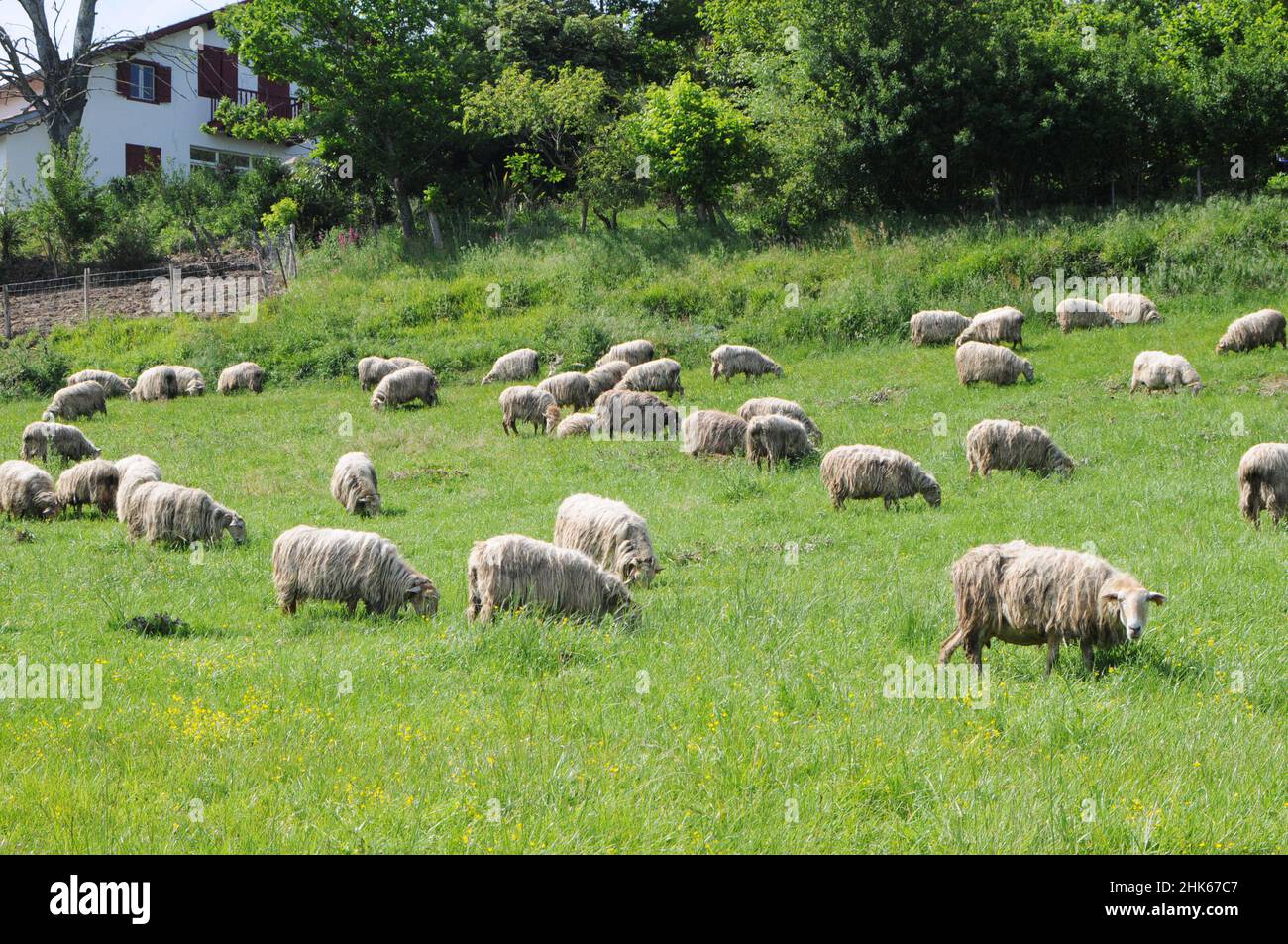 Moutons sur la montagne, pays Basque (Credit image: © Julen Pascual Gonzalez) Banque D'Images