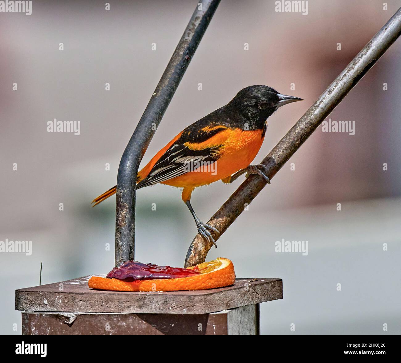 Oriole de Baltimore.Certains oiseaux semblent avoir un orange flamboyant très profond et d'autres apparaissent jaunâtre-orange.Vu ici avec une gelée d'orange et de raisin. Banque D'Images