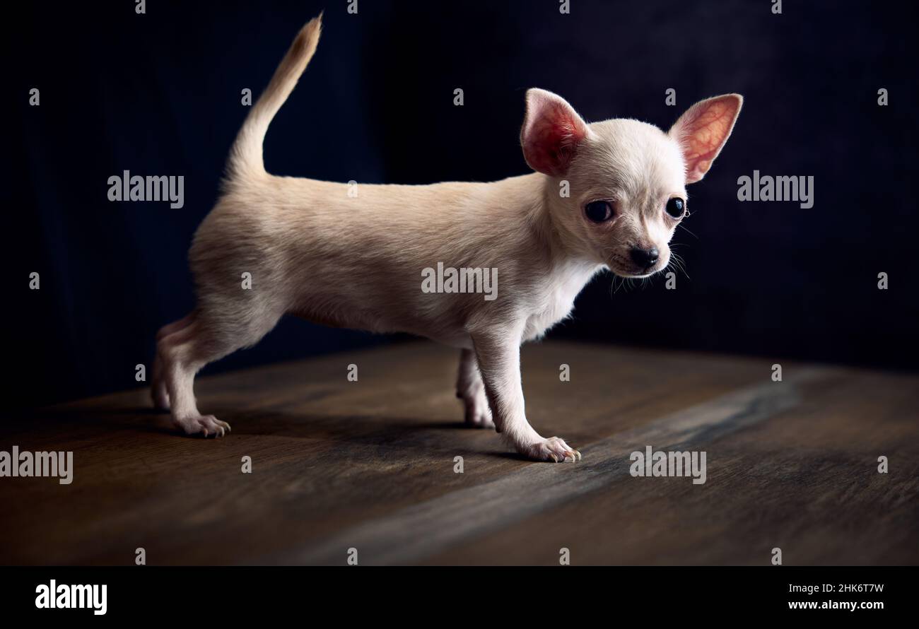 Portrait de chiot Chihuahua avec fond noir Banque D'Images