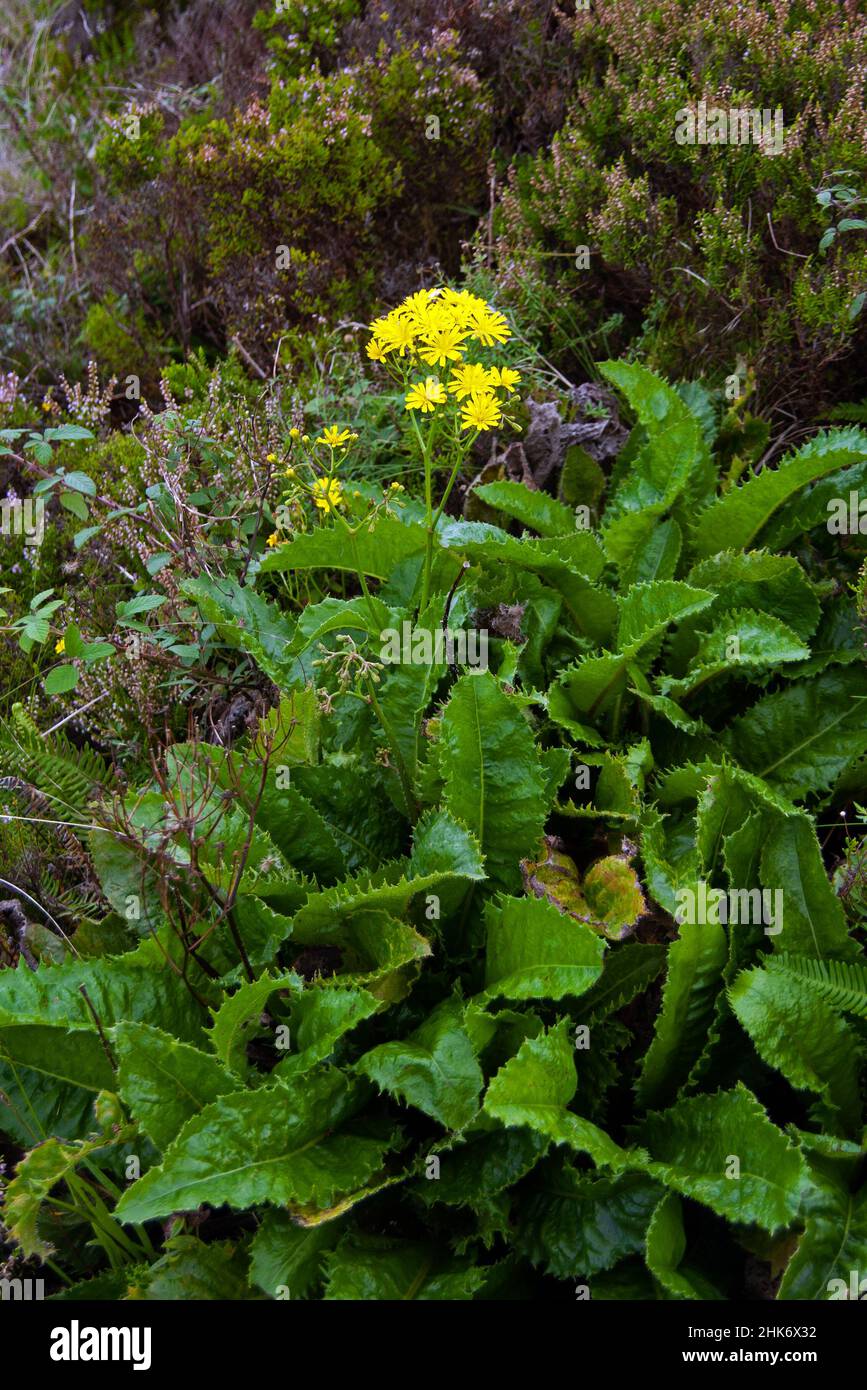 Leontodon filii est une herbacée vivace endémique aux Açores.C'est un membre de la famille des tournesol (Asteraceae). Banque D'Images