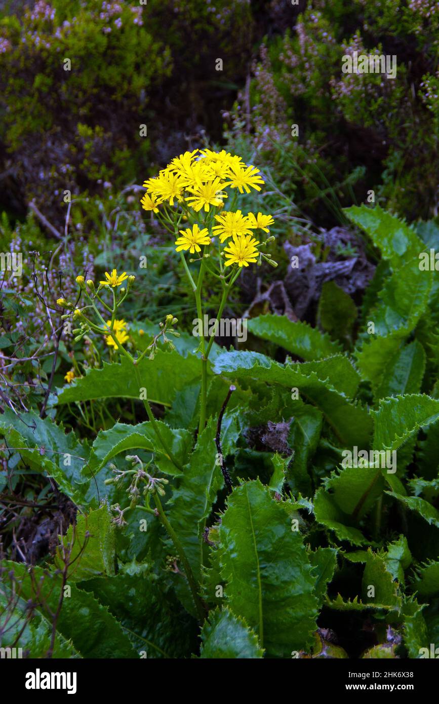 Leontodon filii est une herbacée vivace endémique aux Açores.C'est un membre de la famille des tournesol (Asteraceae). Banque D'Images