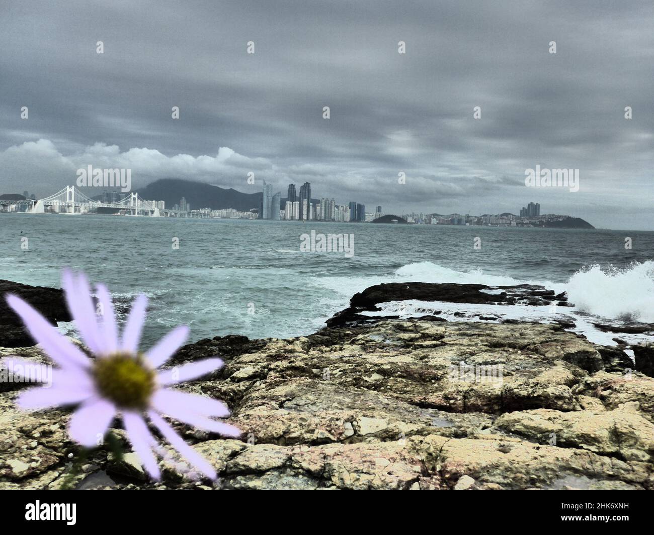 Corée du Sud Busan dans une nouvelle perspective avec une belle fleur Banque D'Images