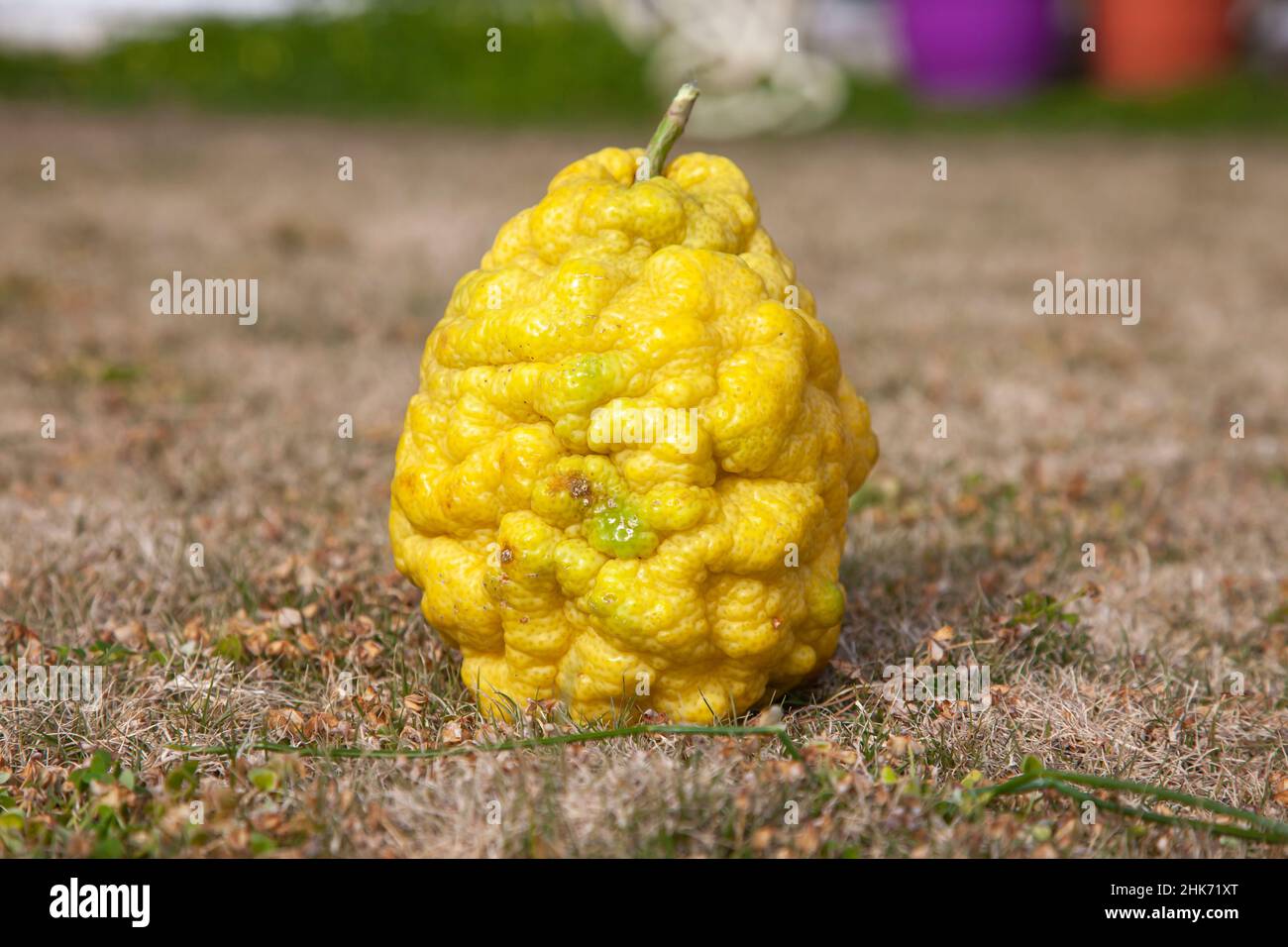 Un bergamote jaune sur l'herbe.Arrière-plan isolé et gros plan. Banque D'Images
