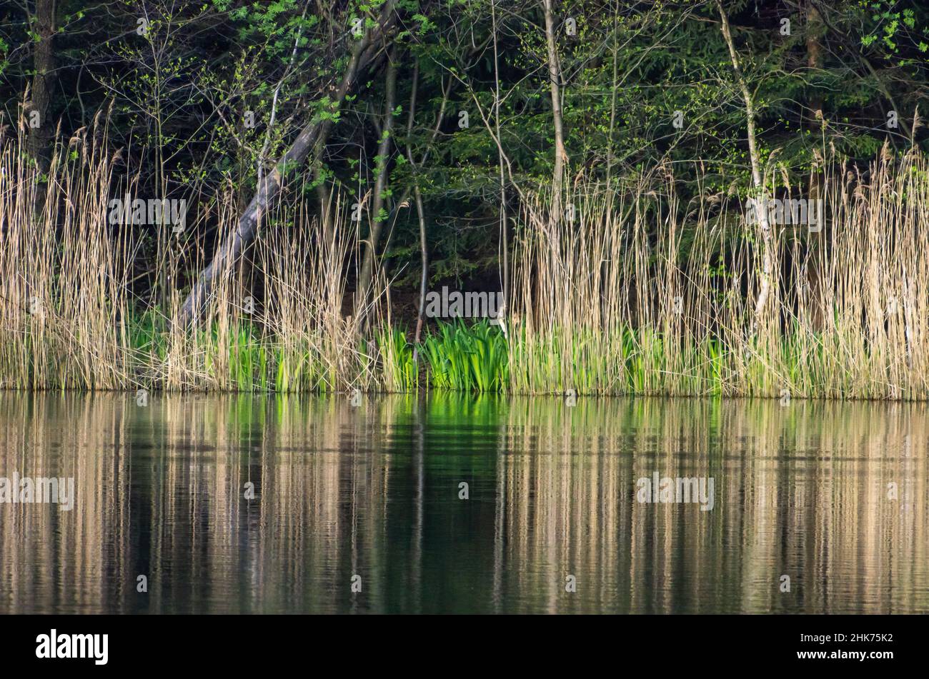 Une étroite ceinture de roseau au bord d'un étang rustique dans une zone boisée. Banque D'Images