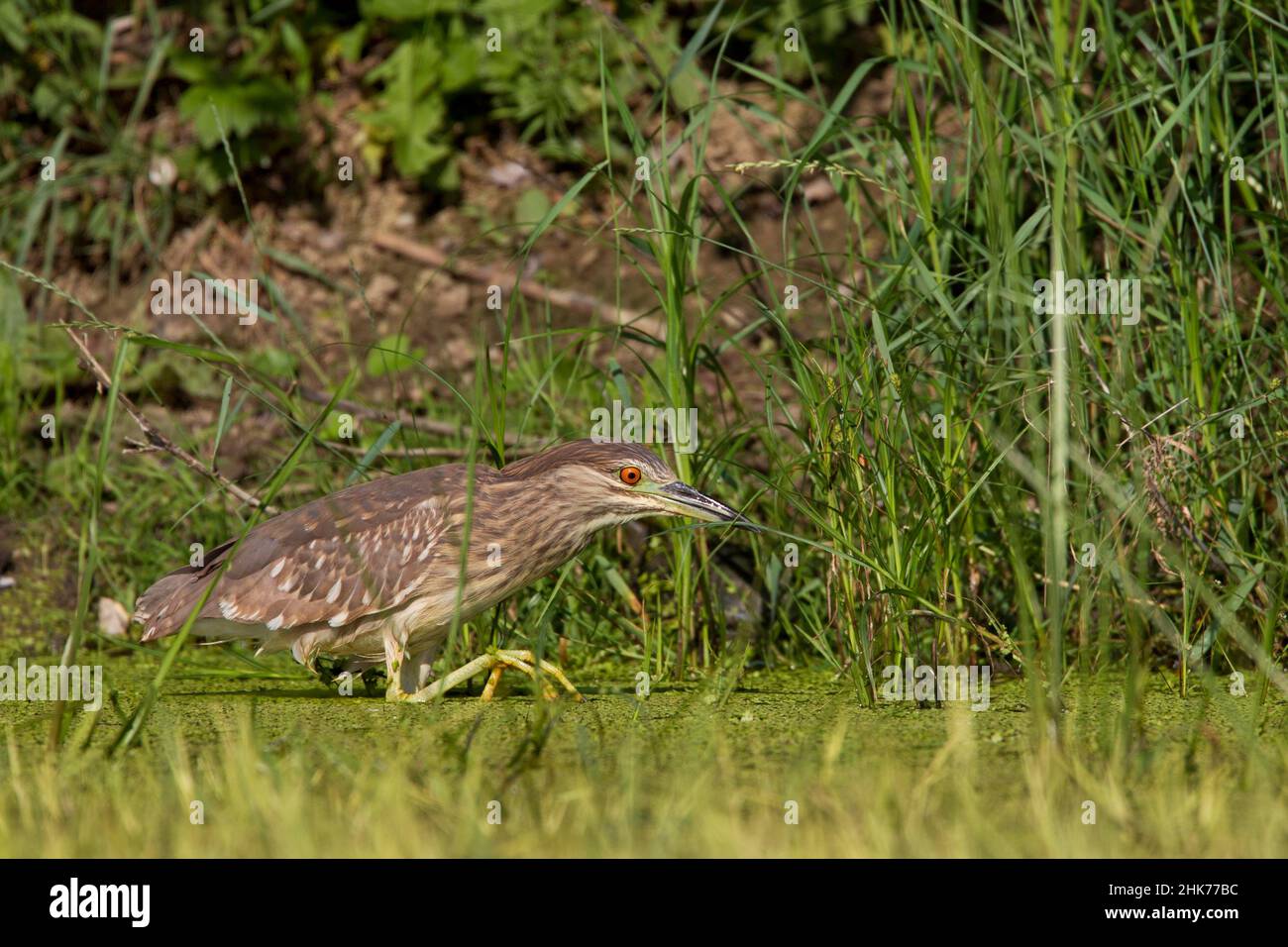 Petit sterin (Ixobrychus minutus), dans le marais à la recherche de nourriture, Bulgarie Banque D'Images