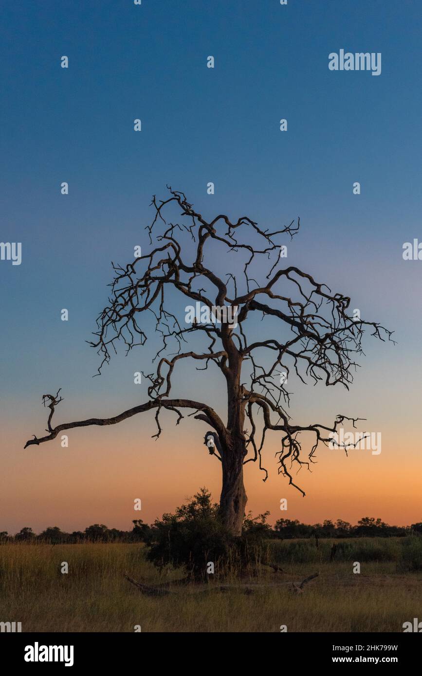 Vieux arbre mort dans le jeu de couleurs après le coucher du soleil, delta d'Okavango, Tubu Tree Camp, Botswana Banque D'Images
