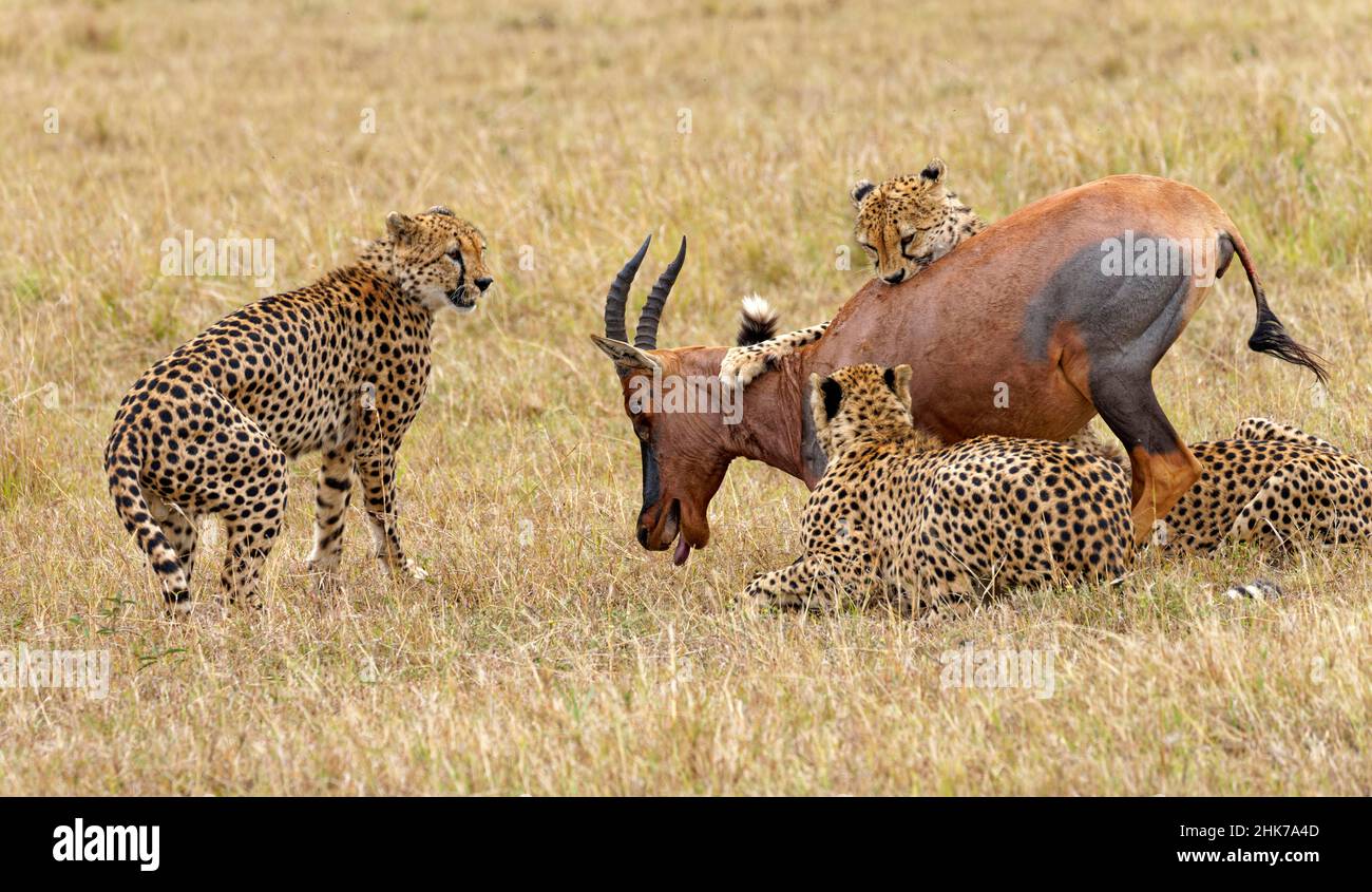 Quatre mâles cheetahs (Acinonyx jubatus) tuent un adulte sassy (Damaliscus lunatus), Masai Mara Game Reserve, Kenya Banque D'Images