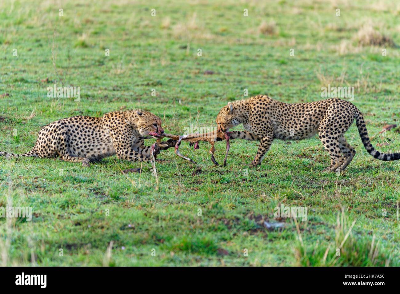 Guépard mâle et femelle (Acinonyx jubatus) avec les restes d'une jeune gazelle de Thomson capturée, Maasai Mara Game Reserve, Kenya Banque D'Images