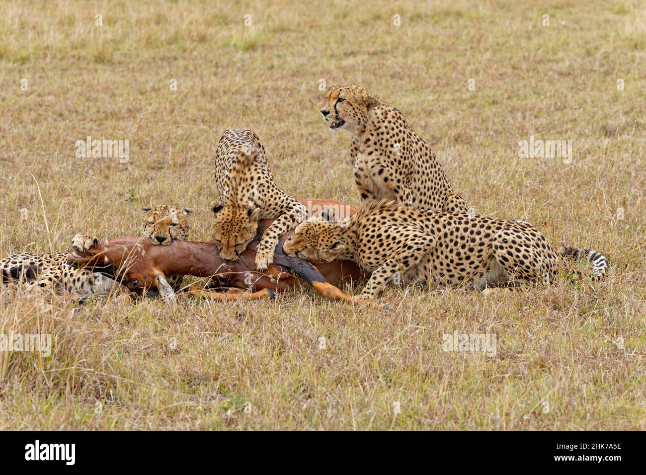 Quatre mâles cheetahs (Acinonyx jubatus) tuent un adulte sassy (Damaliscus lunatus), Masai Mara Game Reserve, Kenya Banque D'Images