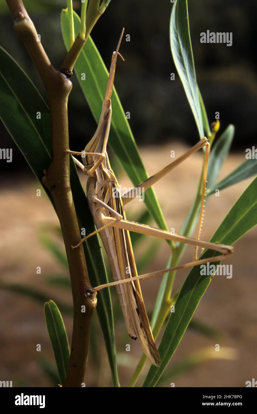 Sauterelle méditerranéenne à face oblique (Acrida ungarica), Sardaigne, Italie Banque D'Images
