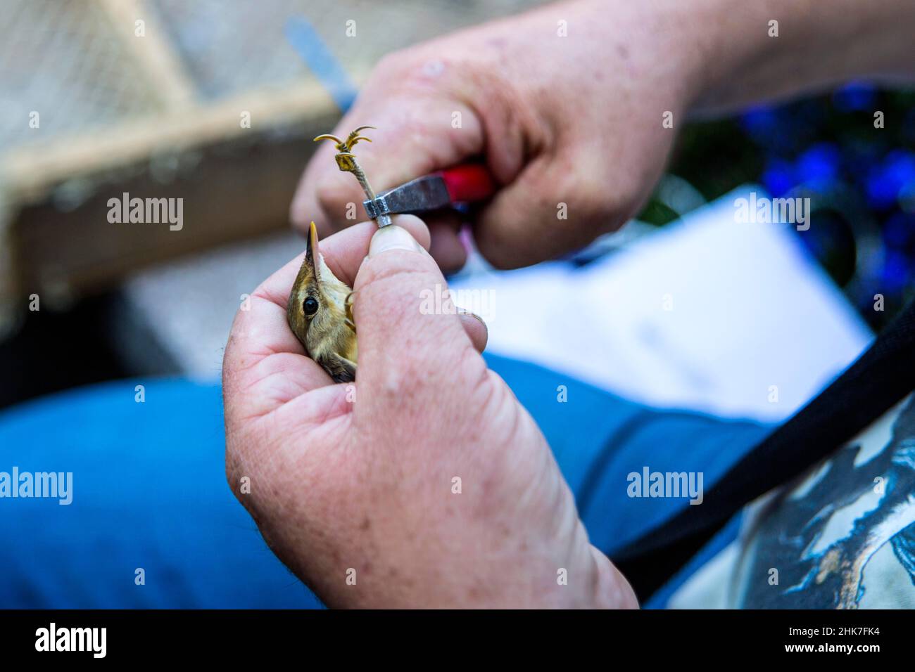 Ornithologie, Observatoire des oiseaux de Vente, Memel-Delata, Curonian Spit, Lituanie,Vente, Lituanie Banque D'Images
